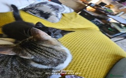 Domestic Shorthair cats for sale: Male kitten  - Image 2