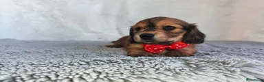 Miniature Dachshund Puppy 4