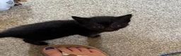 Mixed Breed cats for sale: Kittens  in Kettering - Advert 4