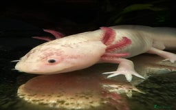 Axolotl reptiles for sale: 2 Beautiful Axolotl Boys Leucistic & Golden Albino - Image 5