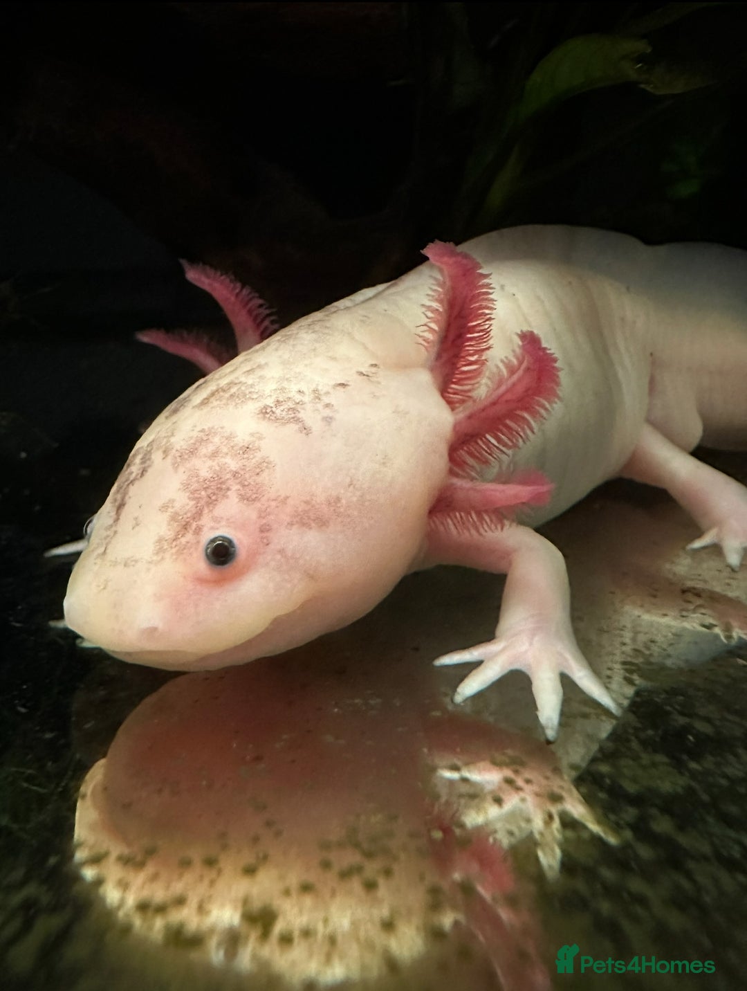 Axolotl reptiles for sale: 2 Beautiful Axolotl Boys Leucistic & Golden Albino - Image 5
