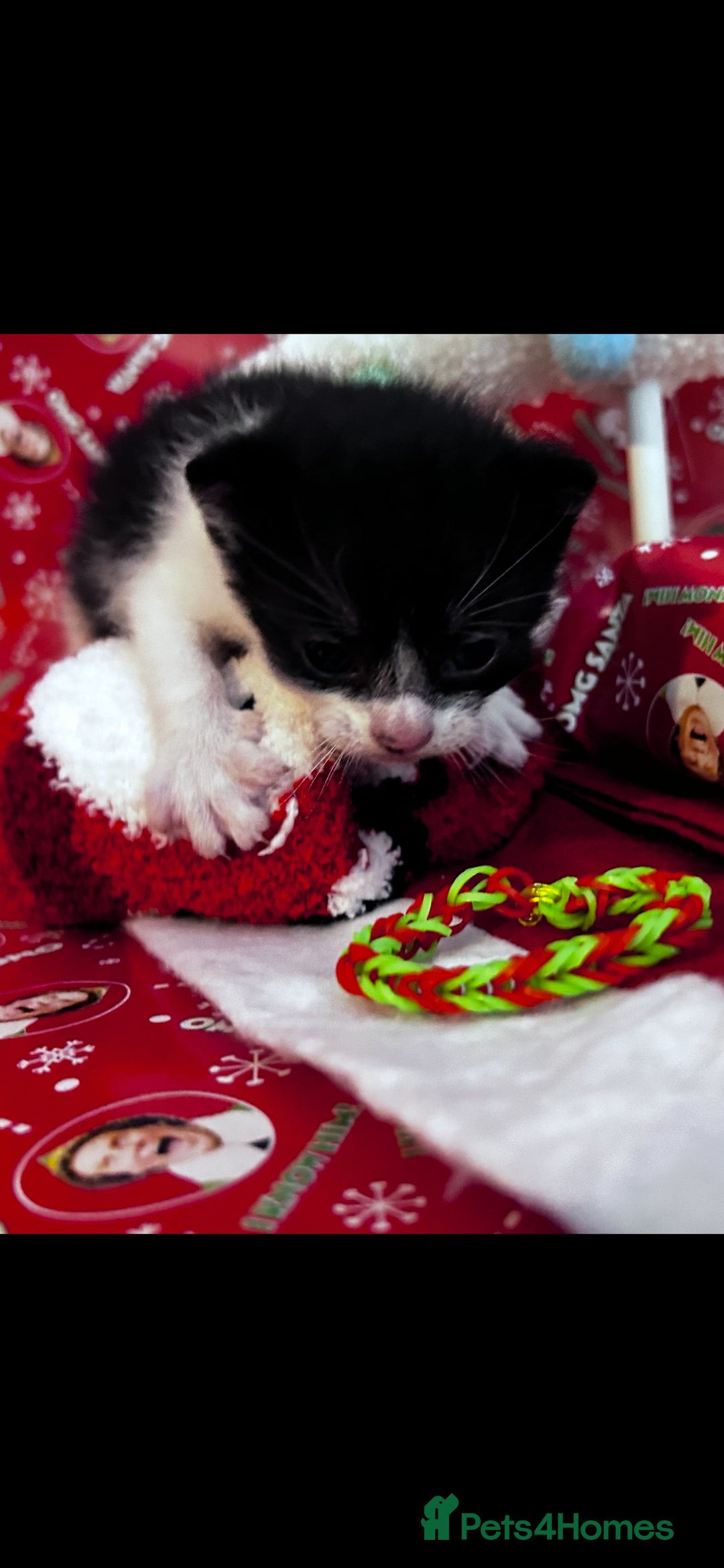 Mixed Breed cats for sale: Male kittens for sale  - Advert 3