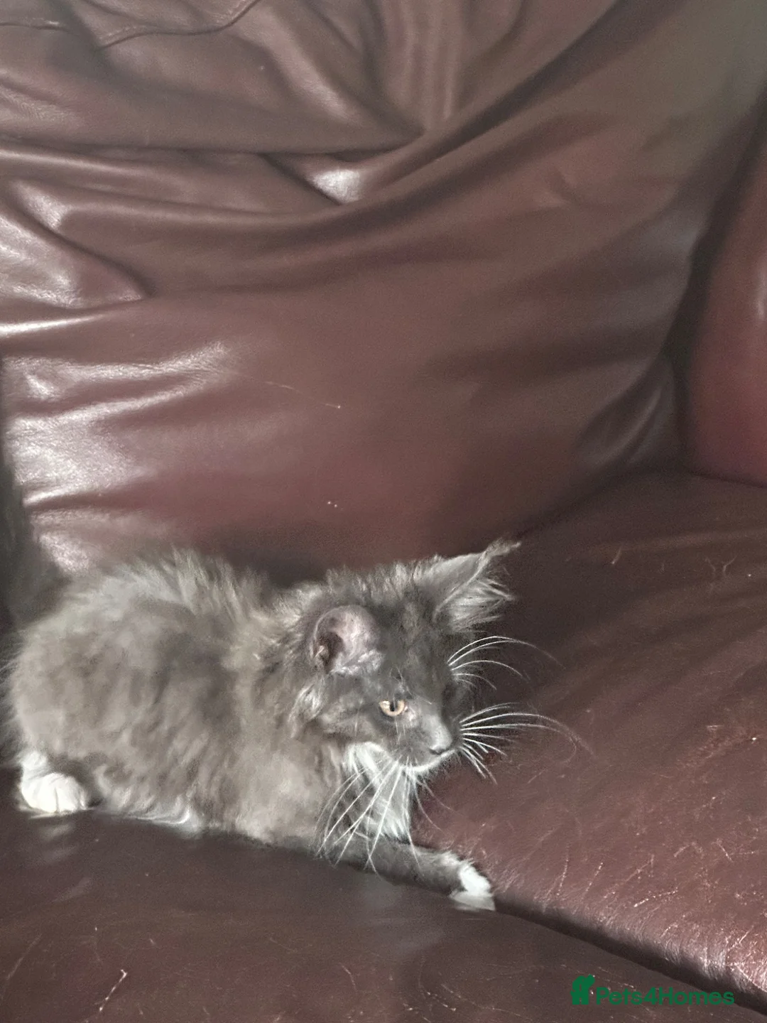 Maine Coon cats for sale: Full breed Maine coon  - Advert 2