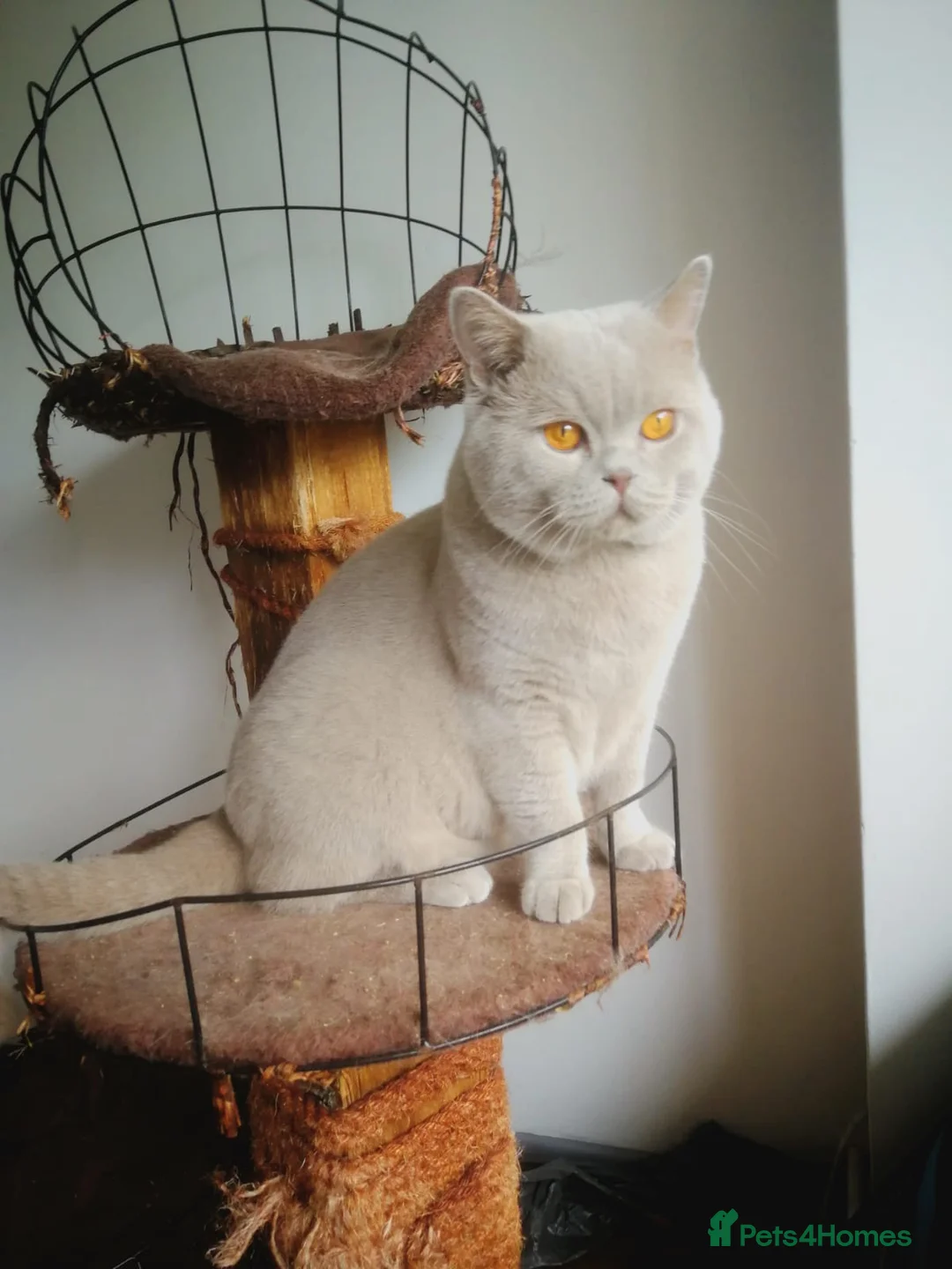 British Shorthair cats for stud: British Shorthair Available for Stud - Advert 2