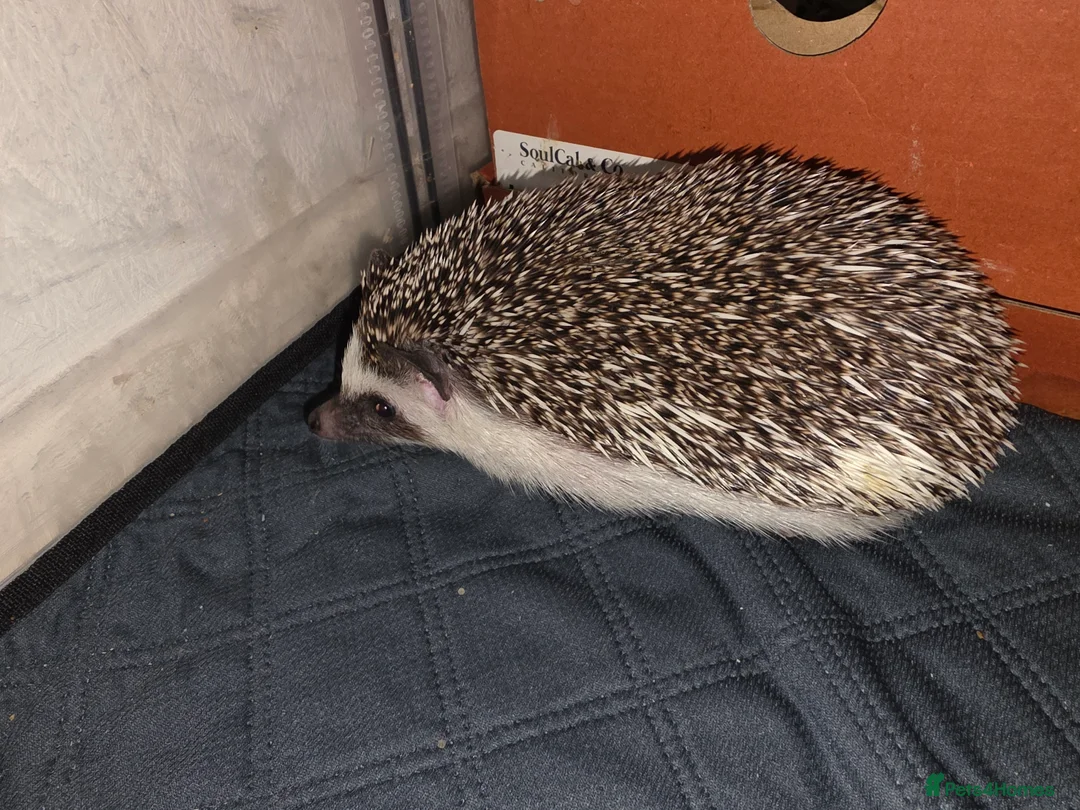 Pygmy Hedgehog rodents for sale: African Pygmy Hedgehog + Enclosure - Advert 2