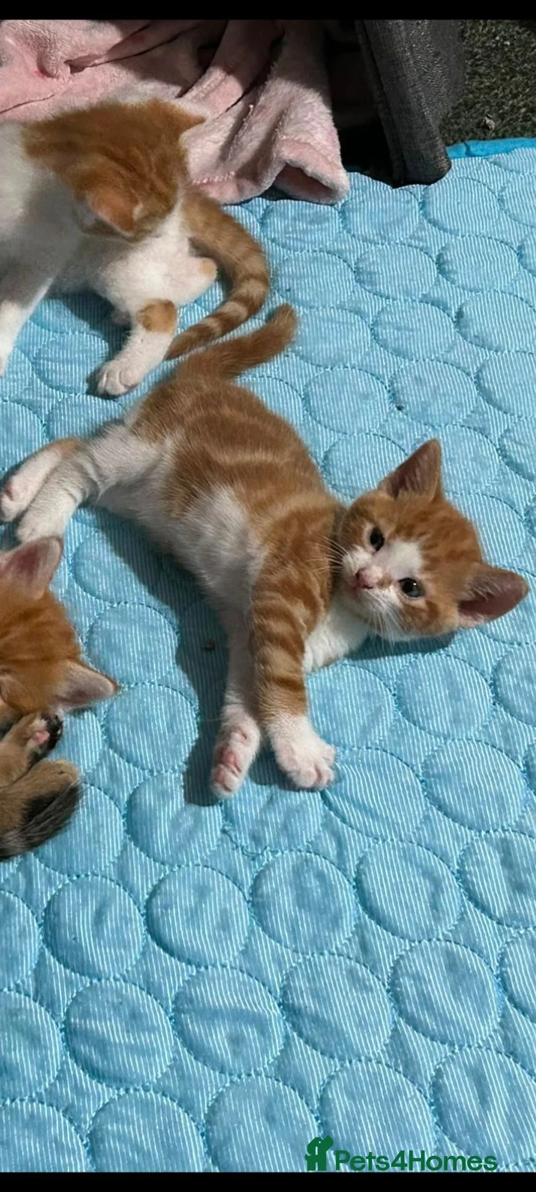 Mixed Breed cats for sale: Male  in Hungerford - Advert 2