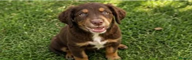 Cocker Spaniel 2