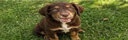 Cocker Spaniel dogs for sale: Cocker spaniel puppies in Cambridge - Advert 10