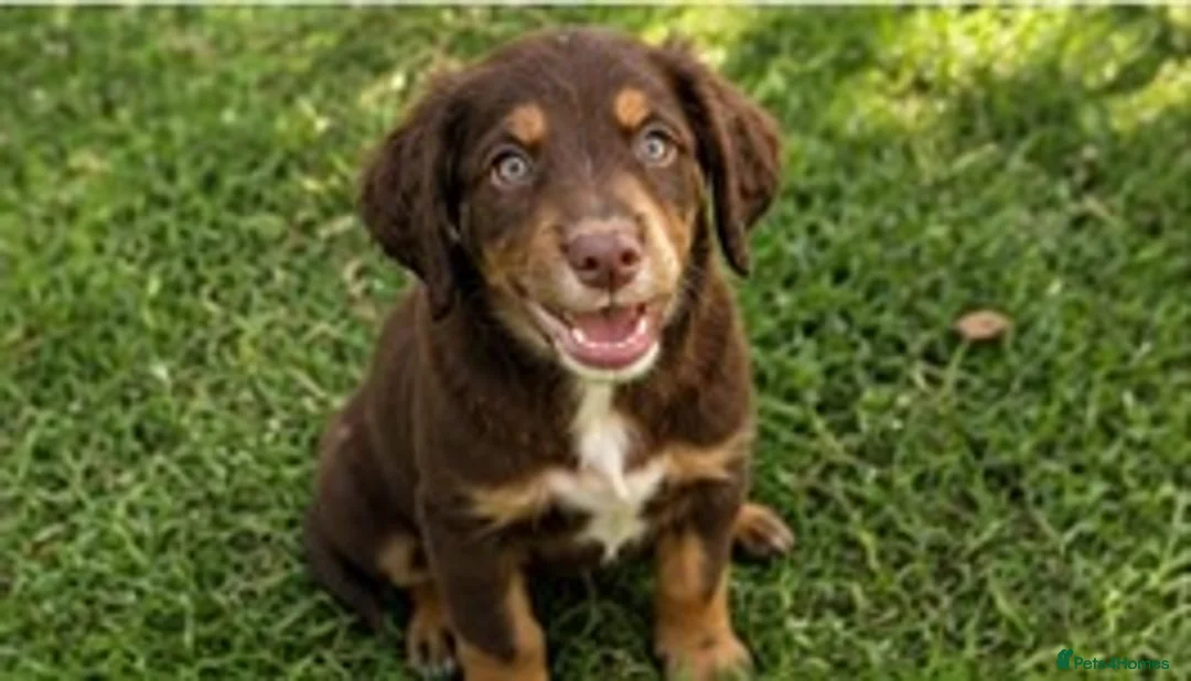 Cocker Spaniel dogs for sale: Cocker spaniel puppies in Cambridge - Advert 10