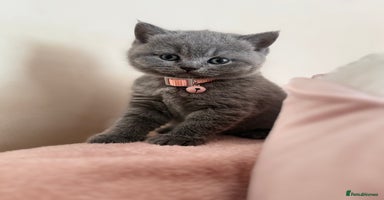 British Shorthair cats - Advert 3