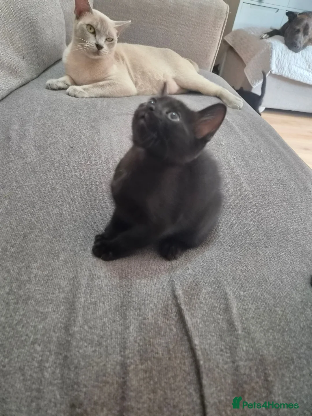 Burmese cats for sale: Burmese x Russian Blue - Advert 7