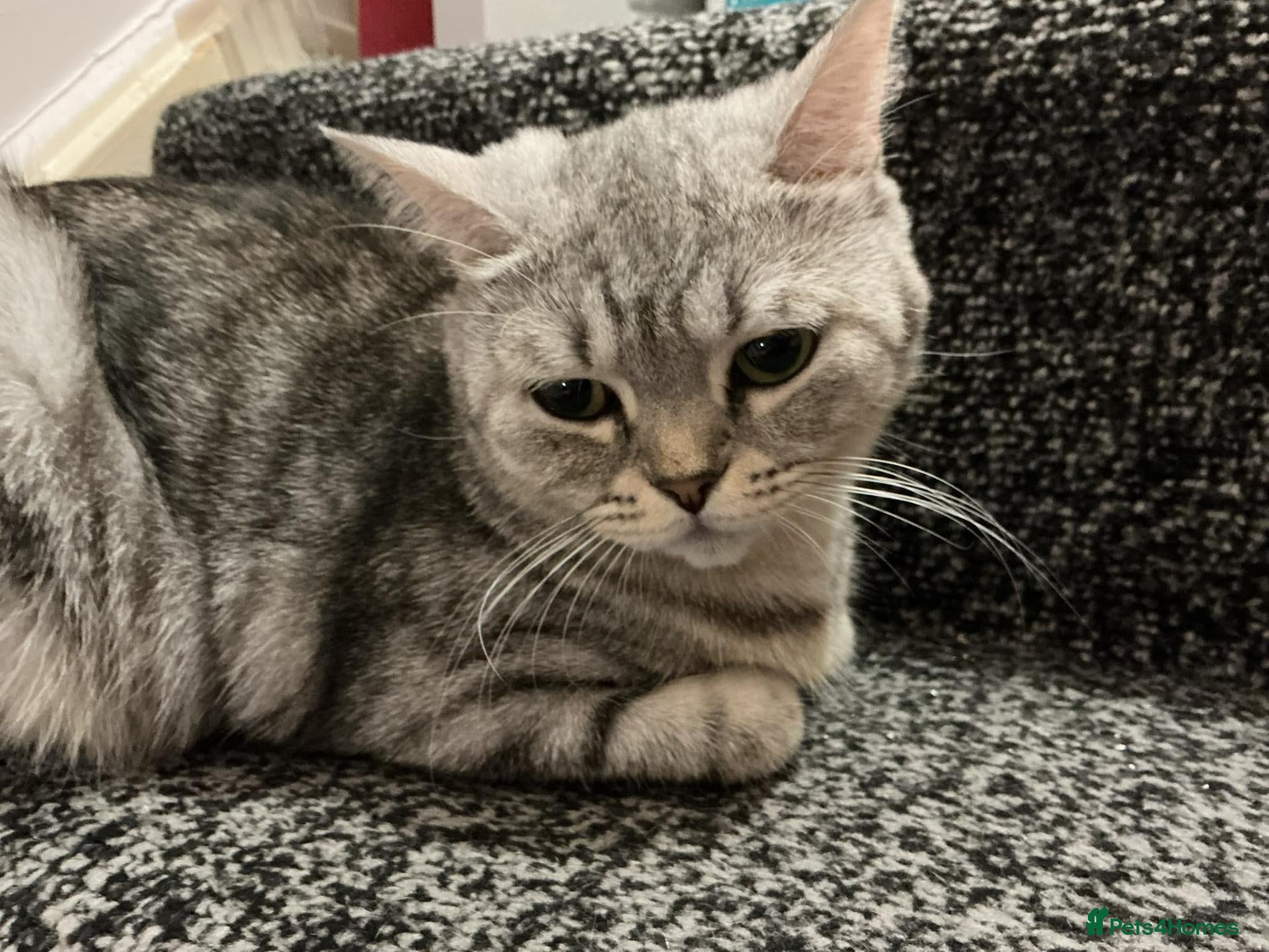 British Shorthair cats Adorable Tabby kittens for sale 🐾💕 - Advert 2