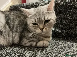 British Shorthair cats Adorable Tabby kittens for sale 🐾💕 - Advert 2