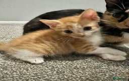 Mixed Breed cats for sale: 2 beautiful ginger male cats - Image 13