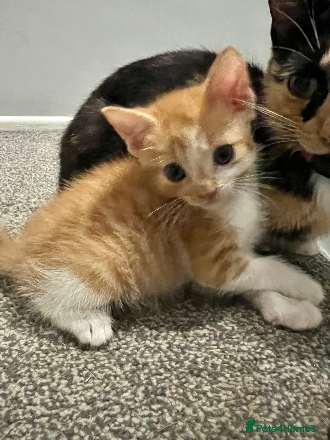Mixed Breed cats for sale: 2 beautiful ginger male cats - Image 13