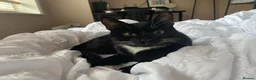 Domestic Shorthair cats for sale: Gentle Blu looking for larger home ✨ - Advert 4