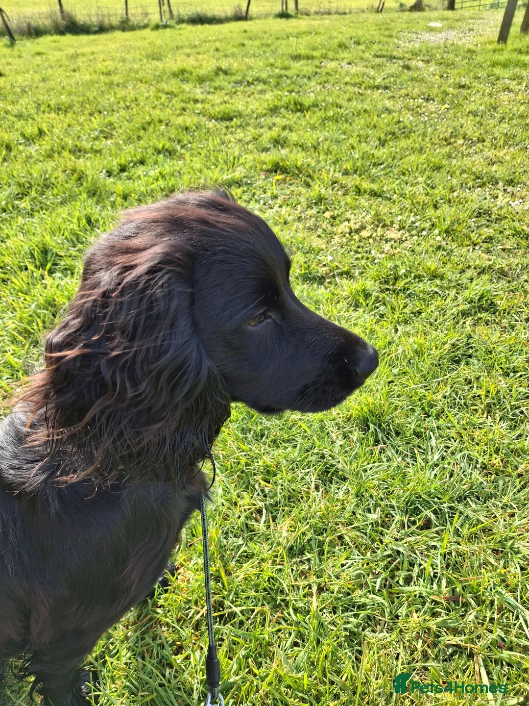 Cocker Spaniel dogs for sale: Working Cocker Spaniel - 1 year old  - Advert 3