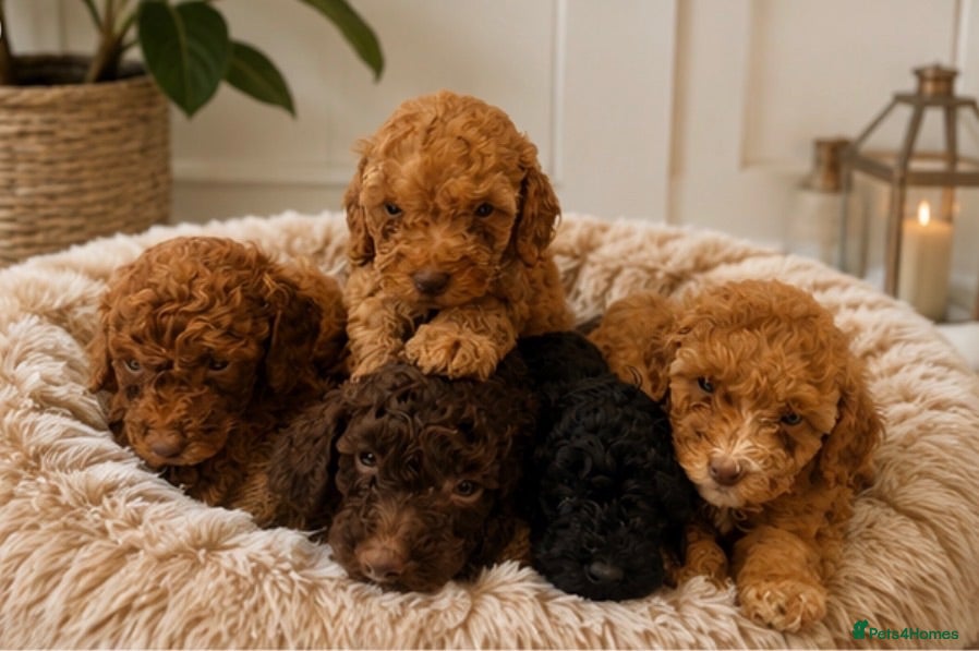 Poodle dogs Beautiful Toy poodles 🥰  carrying Chocolate - Advert 2