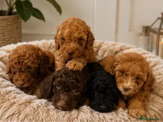 Poodle dogs Beautiful Toy poodles 🥰 carrying Chocolate - Advert 1