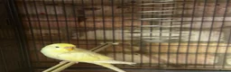 Budgerigars birds for sale: 5 beautiful baby budgies with a cage  - Advert 12