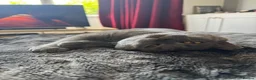 British Shorthair cats for sale: Dave British Shorthair  - Advert 4