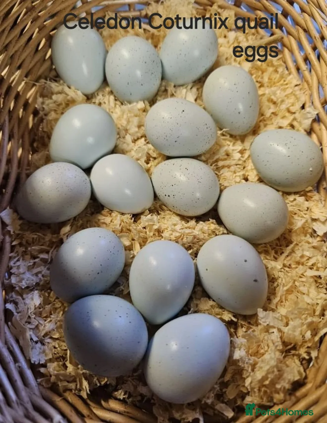Quail poultry for sale: Various Quail chicks and adults available  - Advert 11