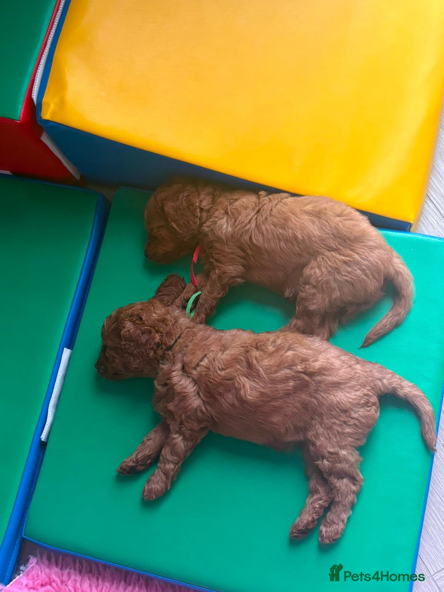 Cavapoo dogs 2 Beautiful Red Toy Cavapoo Puppies  - Advert 4