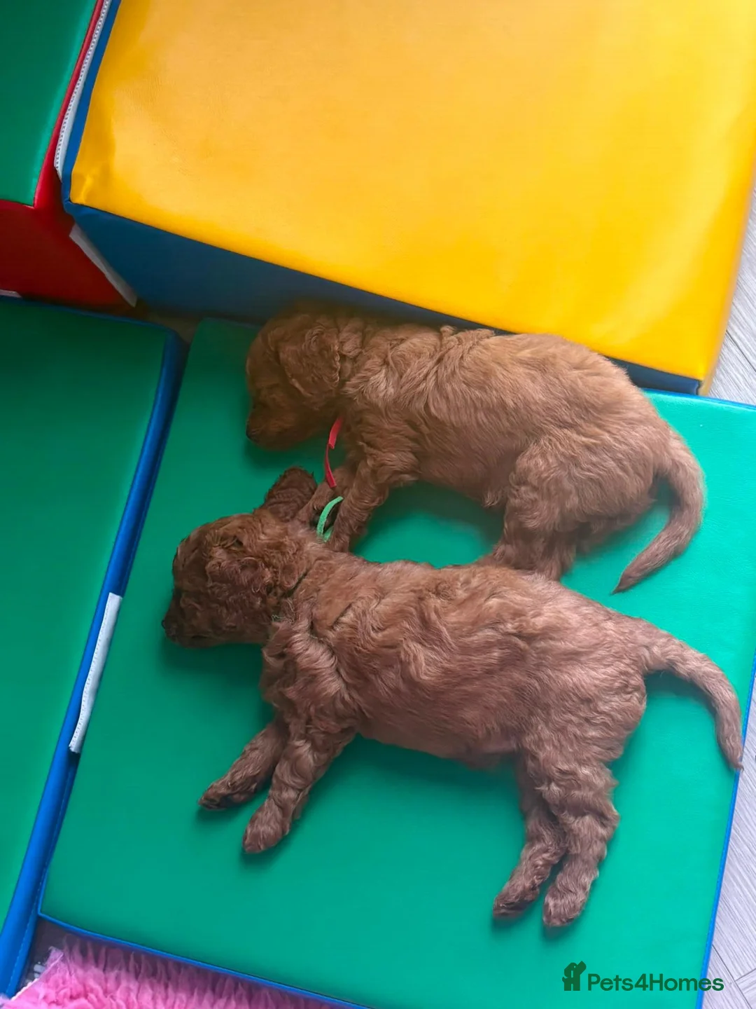 Cavapoo dogs for sale: 2 Beautiful Red Toy Cavapoo Puppies  in London - Advert 1