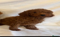Cavapoo dogs for sale: Extensively Health Tested F1BB Cavapoo Puppies - Image 16