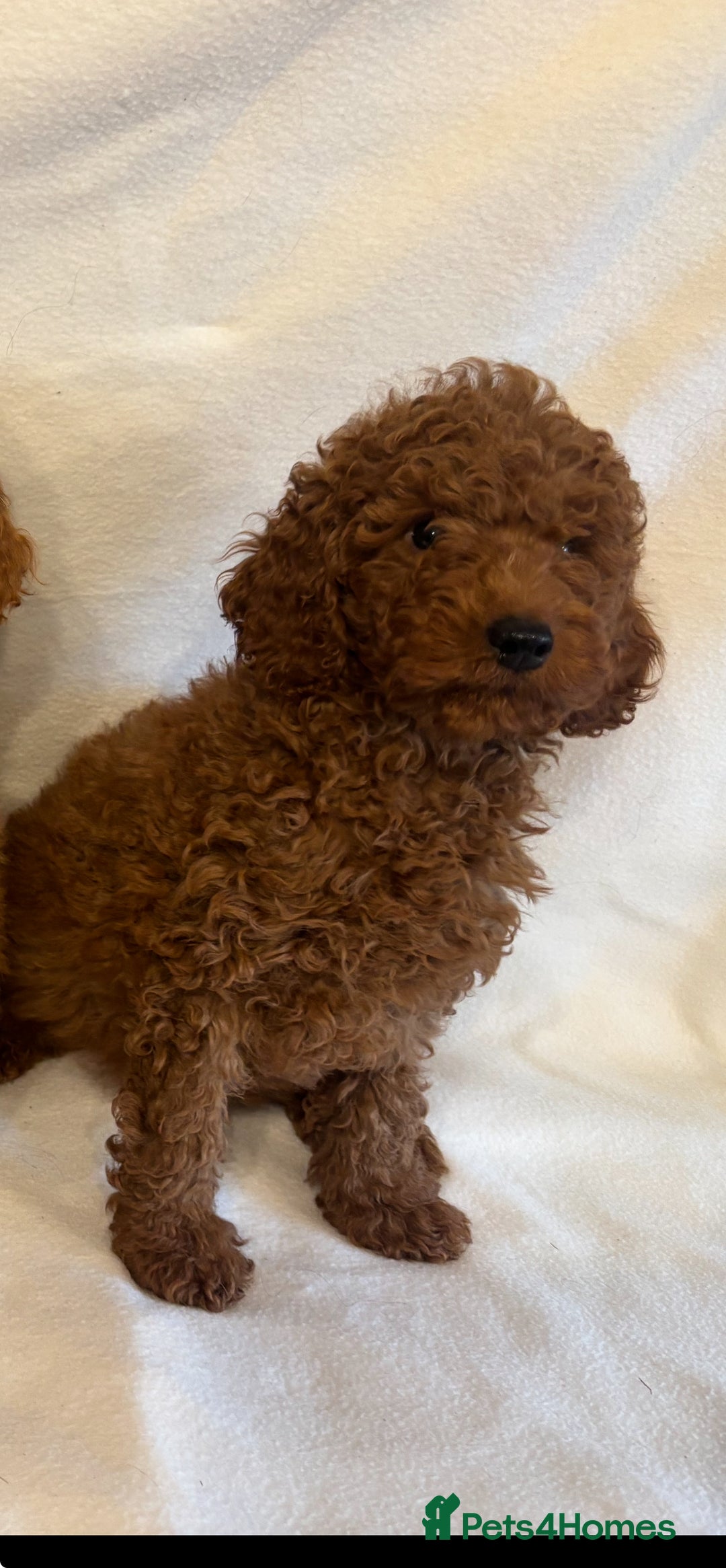 Cavapoo dogs for sale: Extensively Health Tested F1BB Cavapoo Puppies - Image 16