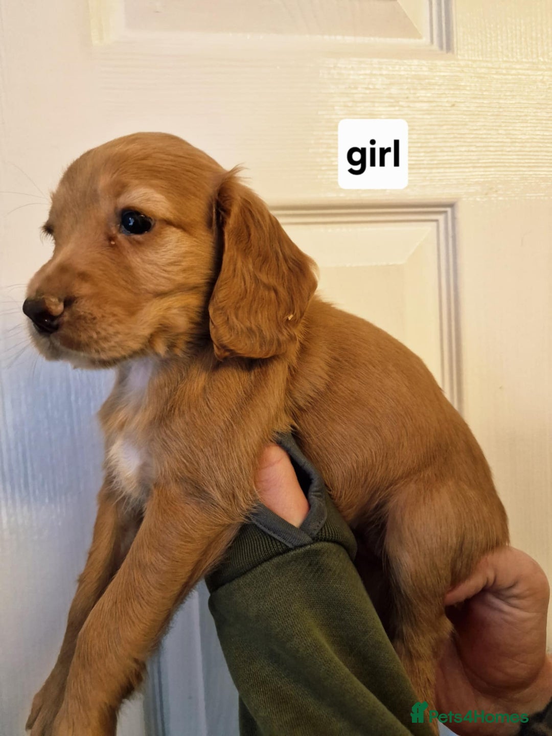 Cocker Spaniel dogs for sale: Excellent pedigree cocker spaniels  - Advert 10