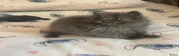 British Longhair cats for sale: Stunning blue British longhair kittens - Advert 6