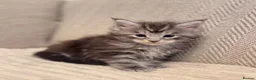 Maine Coon cats for sale: Pure Maincoon kittens in Birmingham - Advert 13