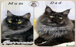 Maine Coon cats for sale: TICA registered adorable Maine coon kittens - Image 8