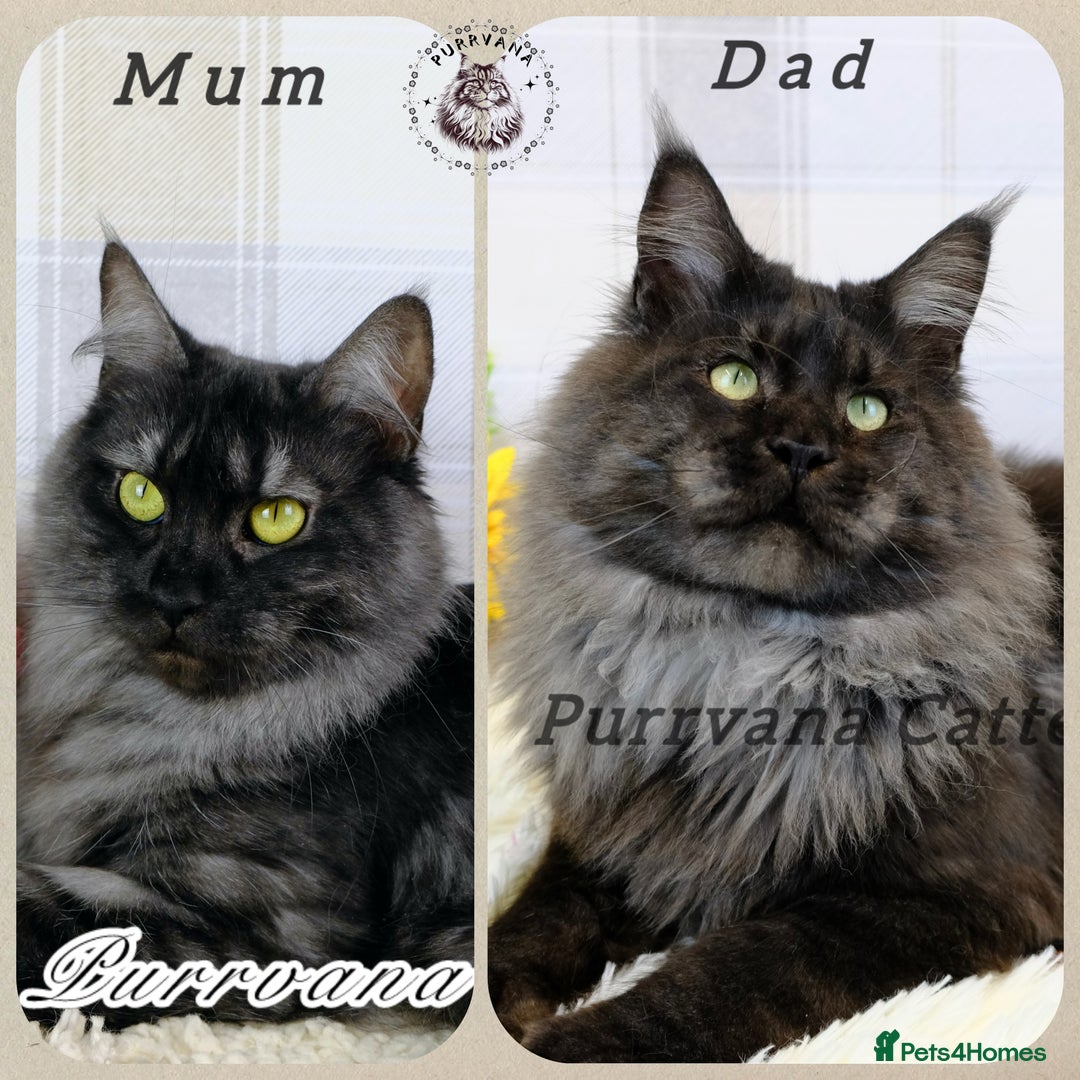 Maine Coon cats for sale: TICA registered adorable Maine coon kittens - Image 8