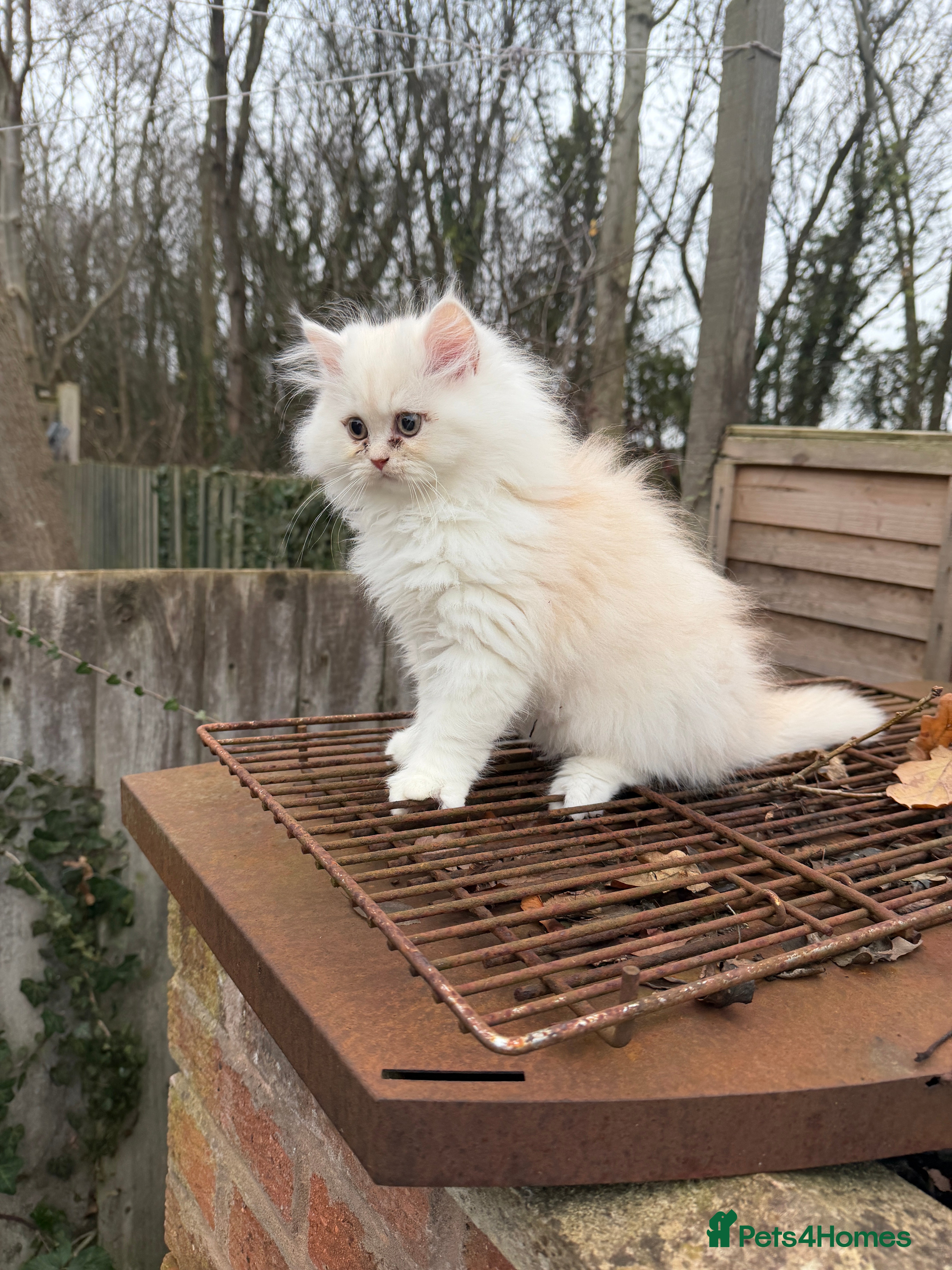 Persian cats Persian kitten, one white and ginger boy - Advert 9