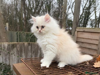 Persian cats Persian kitten, one white and ginger boy - Advert 9