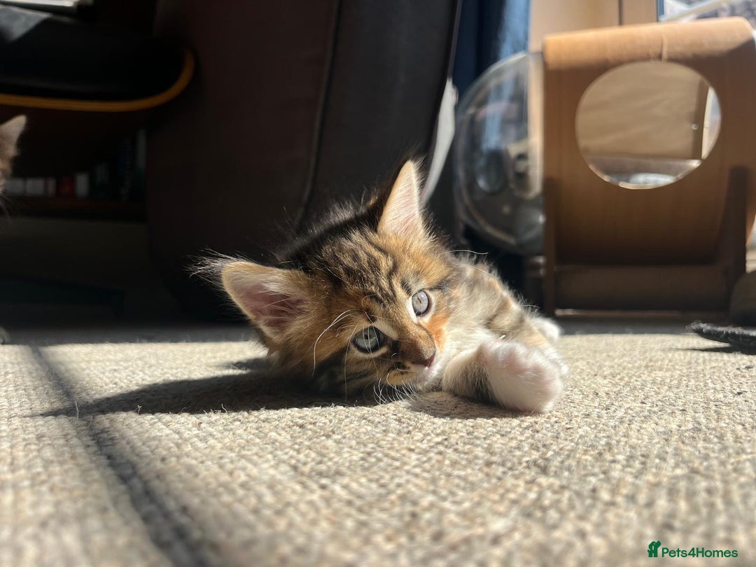 Maine Coon cats for sale: Maine Coon Norwegian Forest cross kittens - Image 17