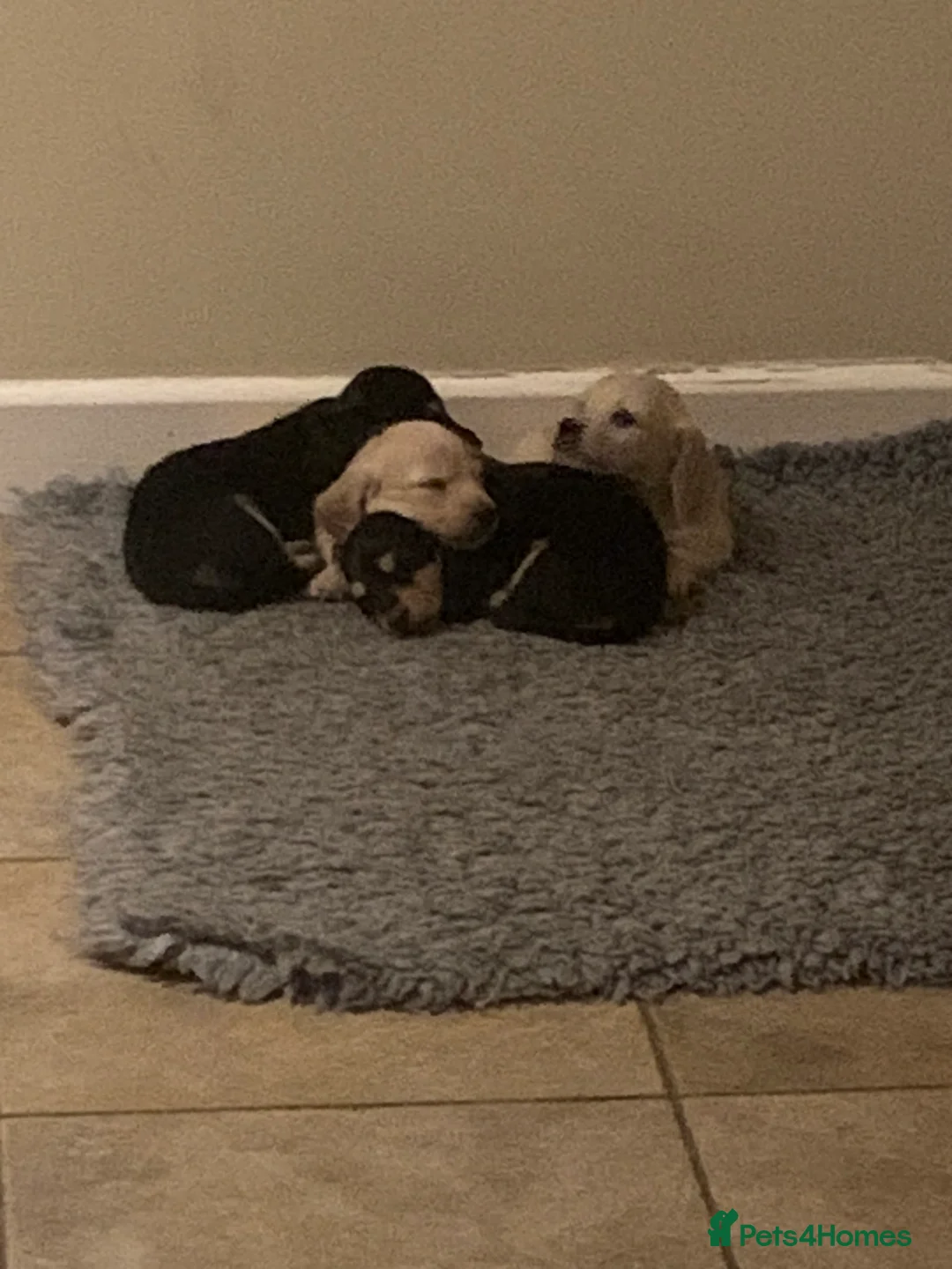 Miniature Dachshund dogs for sale: Little sausages with big characters  - Advert 14