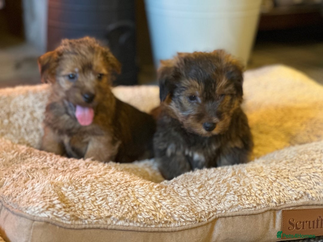 Norfolk Terrier dogs for sale: Stunning kc reg norfolk terrier boys  - Advert 6