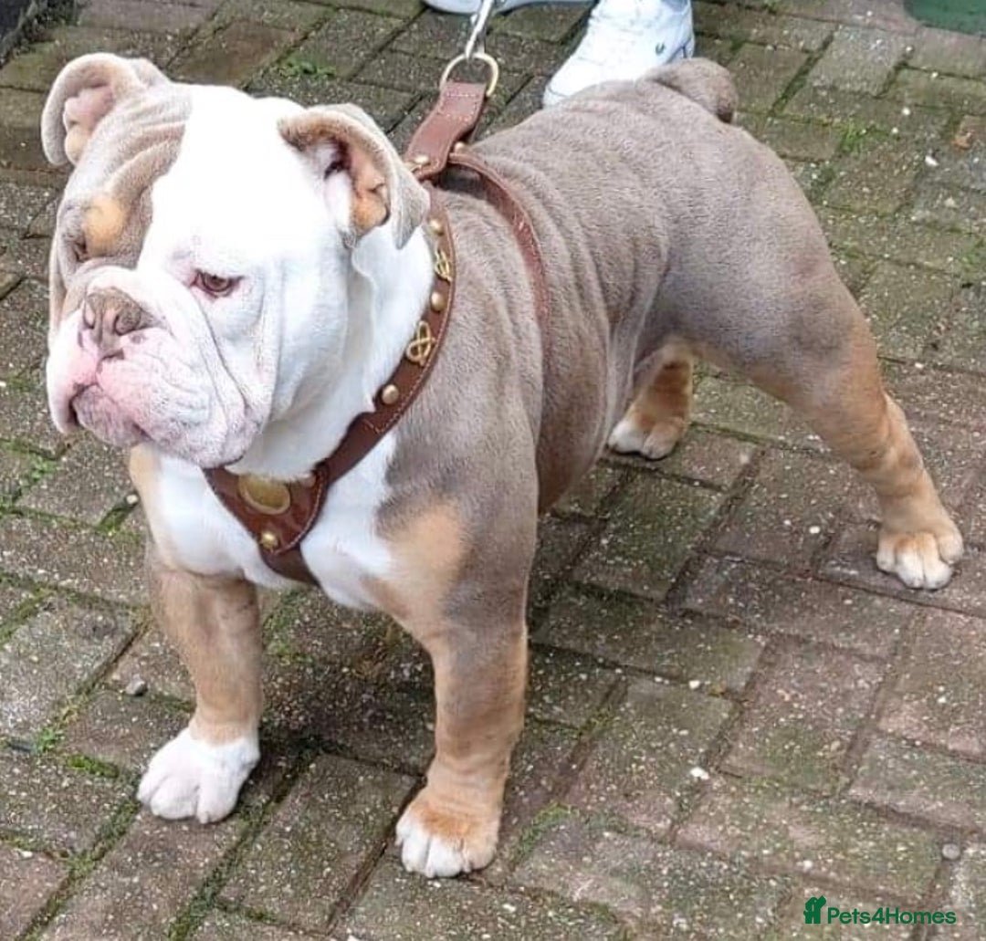Olde English Bulldogge dogs for stud: Old English bulldog  - Advert 6
