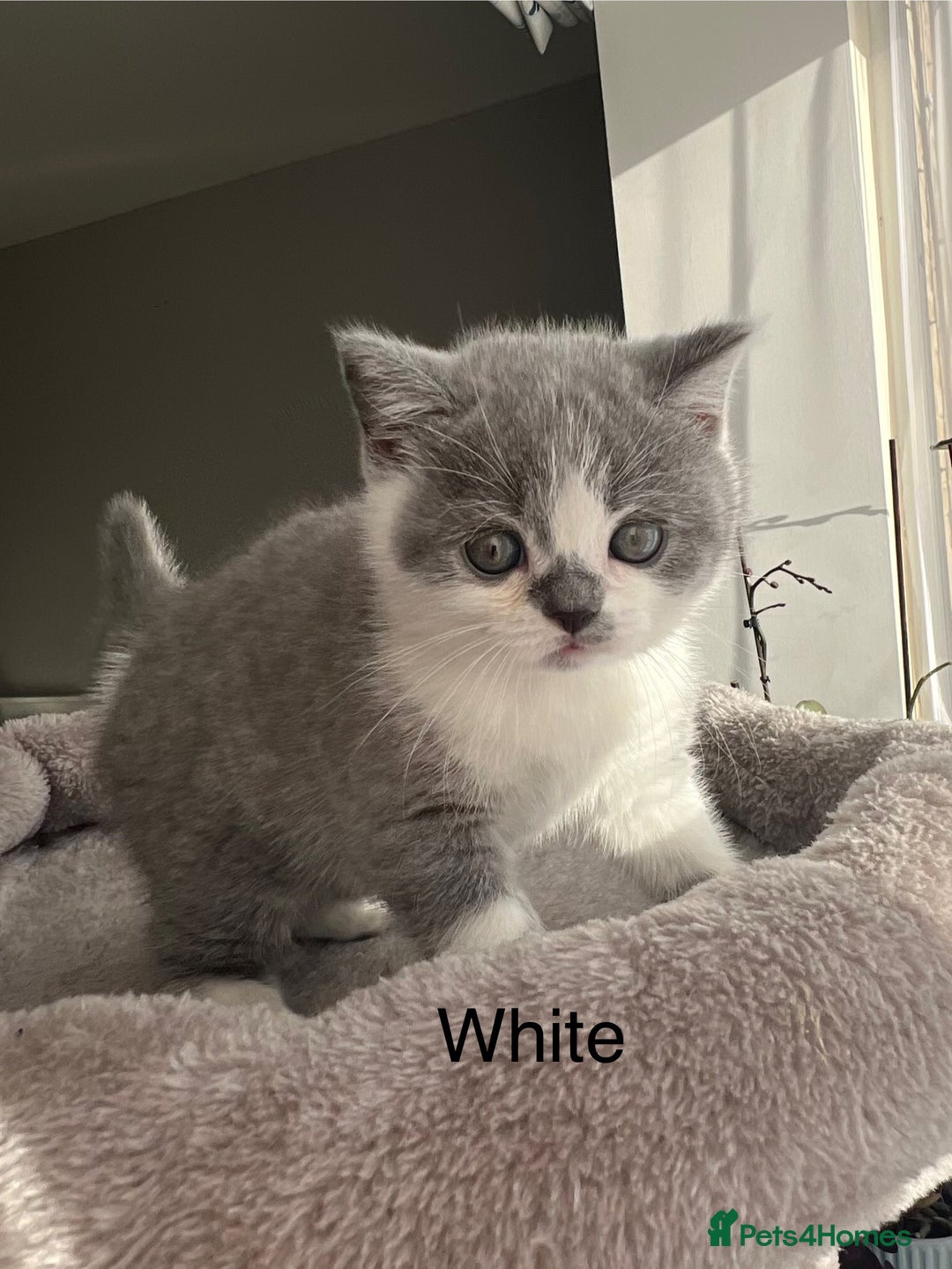 British Shorthair cats for sale: GCCF registered British Shorthair kittens  - Advert 13