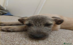 Mixed Breed dogs for sale: 6 month mixed male for urgent rehome - Image 6