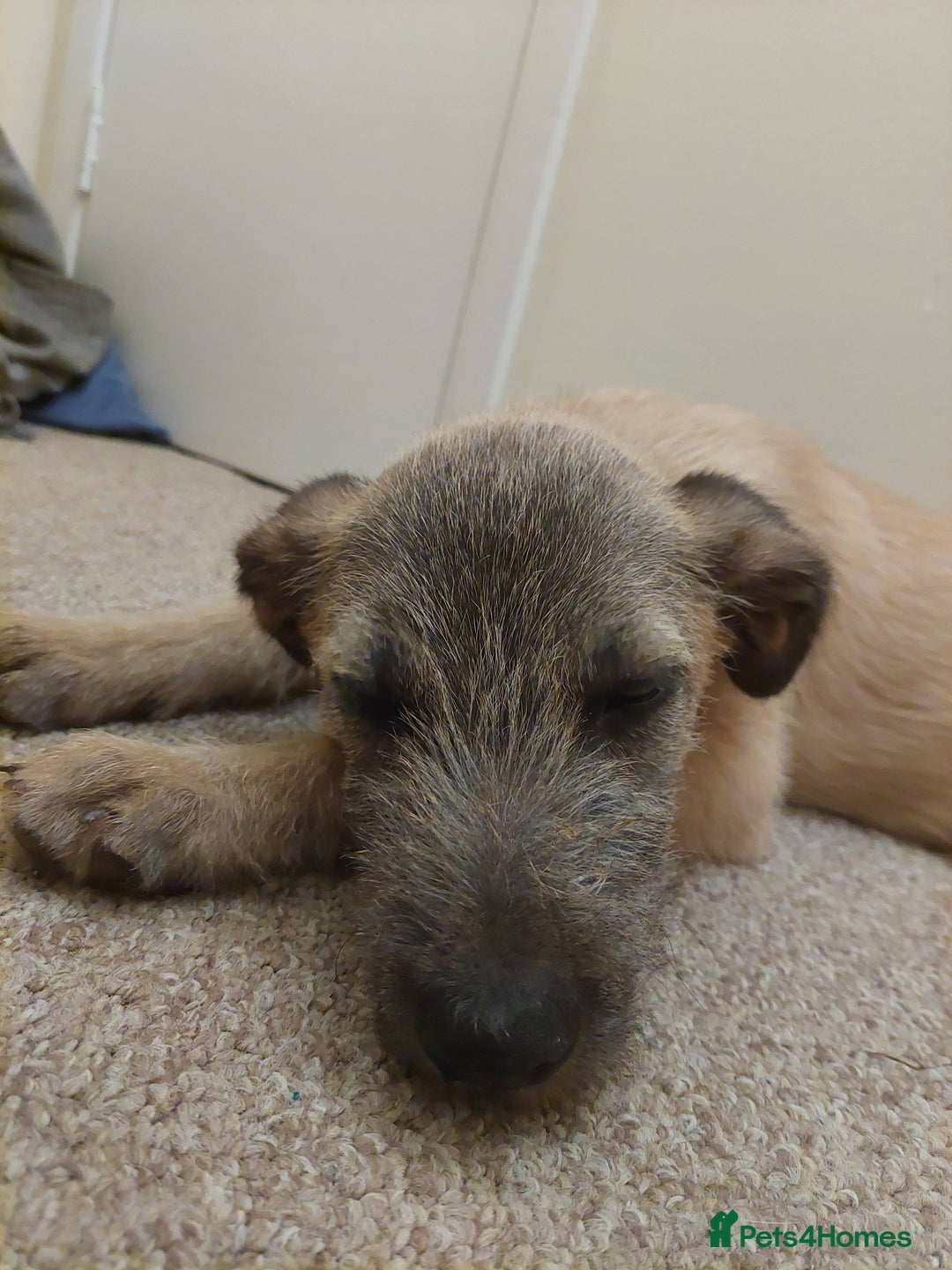 Mixed Breed dogs for sale: 6 month mixed male for urgent rehome - Image 6