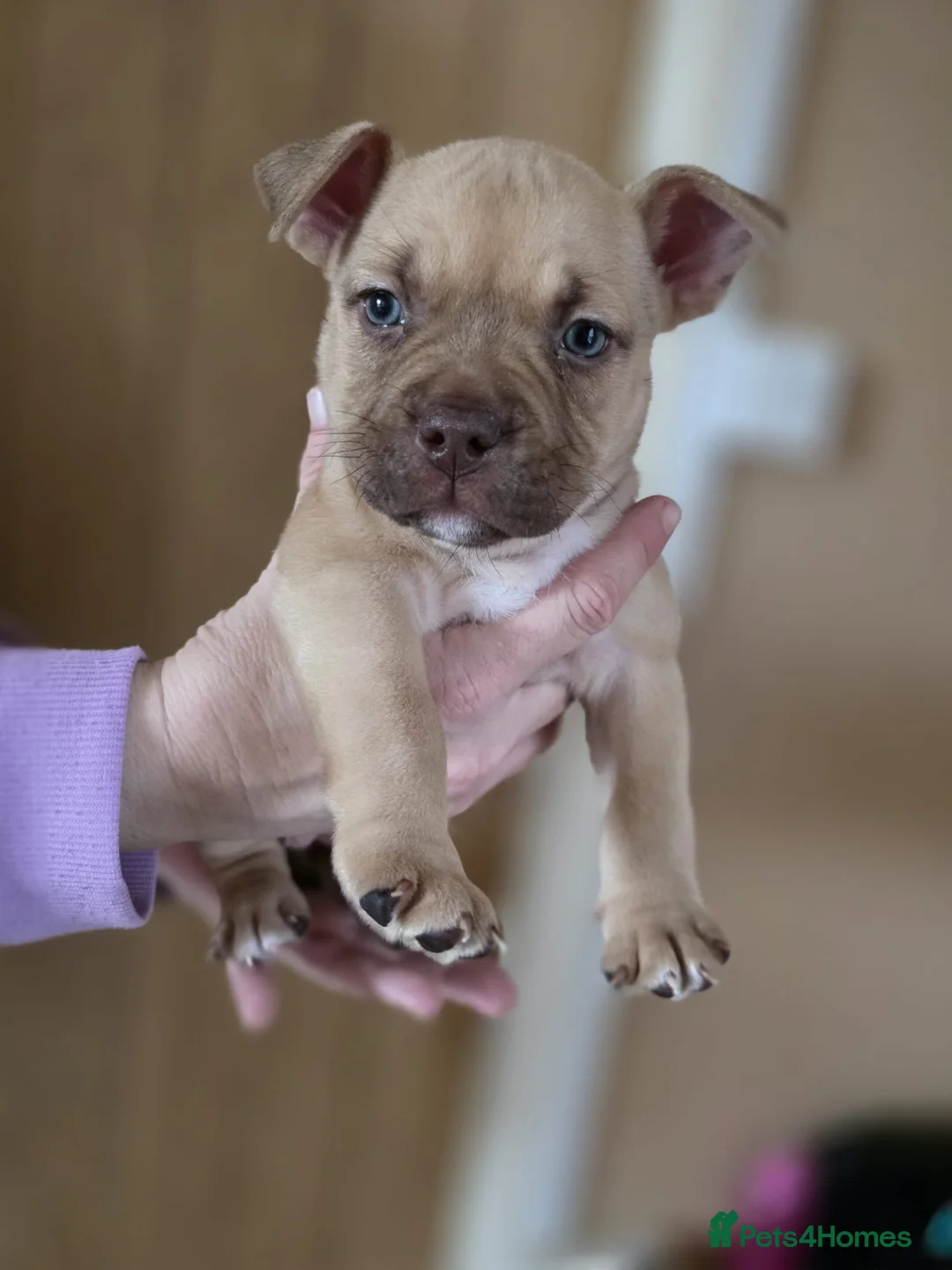 American Bully dogs for sale: Pocket bully puppies - Advert 17