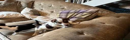 Jack Russell dogs for sale: 2 remaining Traditional Jack Russell’s  - Advert 10