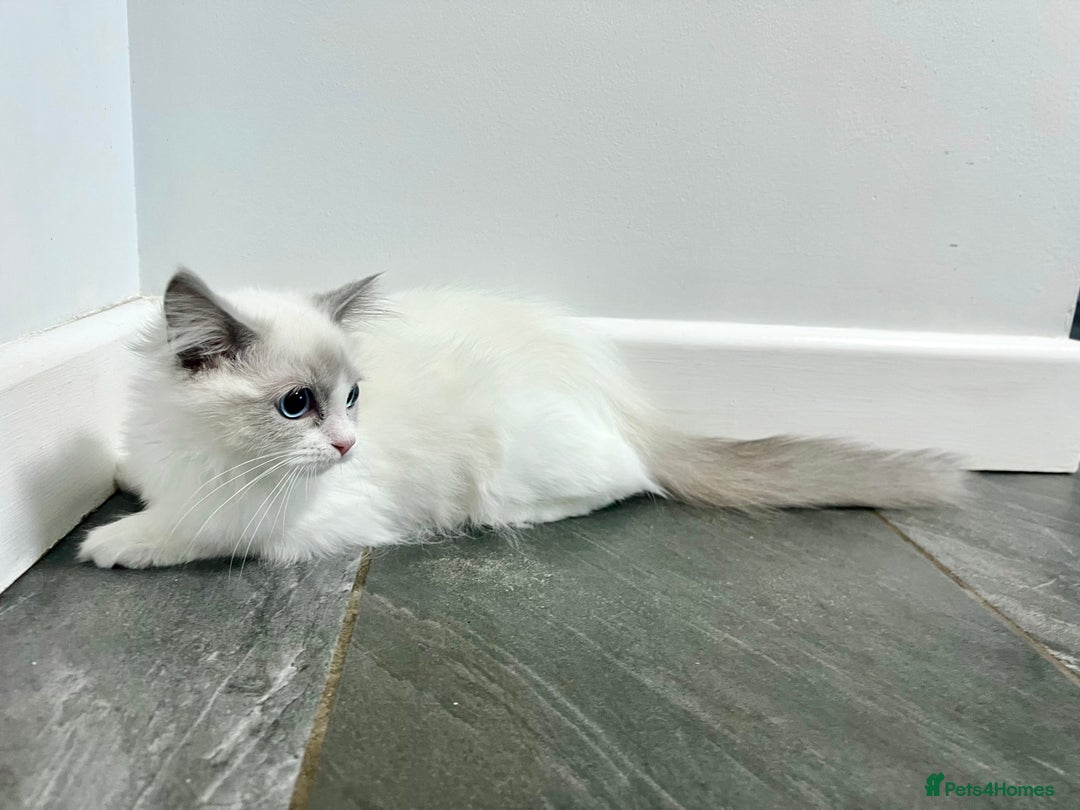 Ragdoll cats for sale: Last kitten left - absolutely beautiful and placid - Image 7