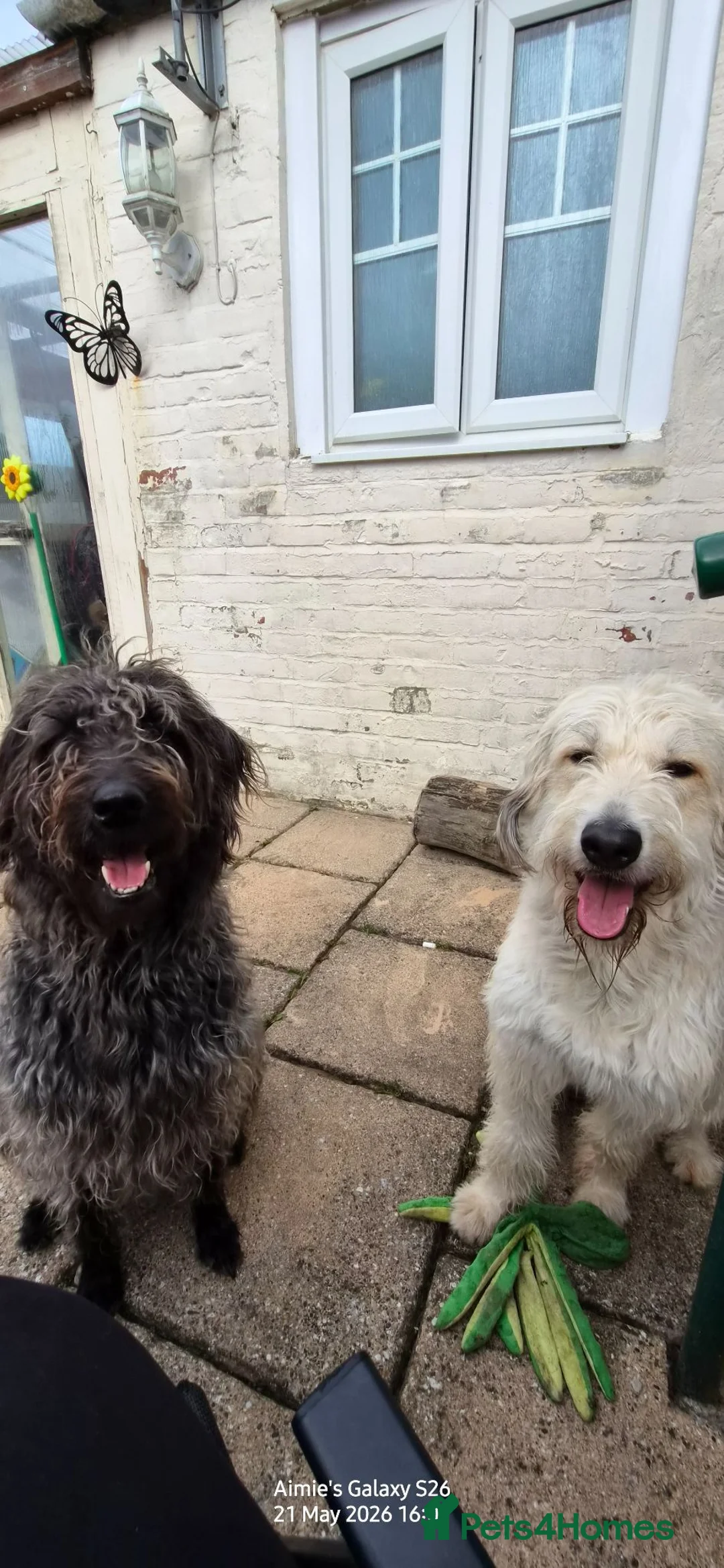Double Doodle dogs for sale: Double doodle puppies 🐶 - Advert 15
