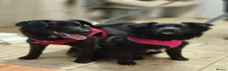Mixed Breed dogs for adoption: ❤️🐶 YUKI & FIFI – TWO HEARTS, ONE LITTLE TEAM in Burton-on-Trent - Advert 30