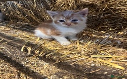 Mixed Breed cats for sale: Beautiful Farm kittens  - Image 11